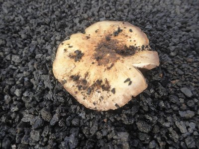 Pilze auf Lanzarote