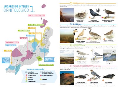 Ornithologie: Vogelarten auf Lanzarote